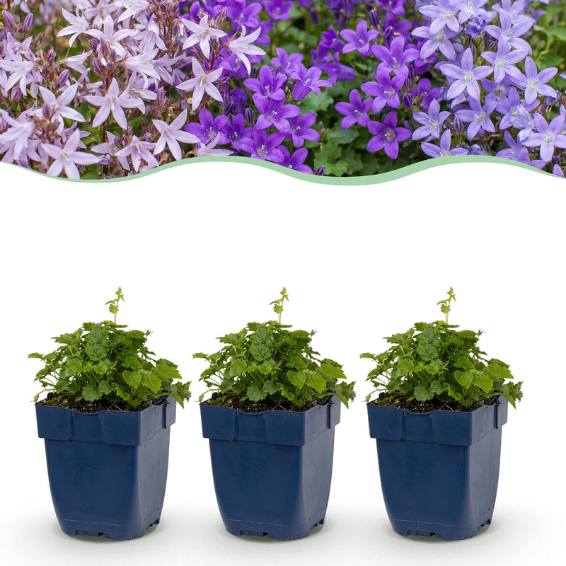 Green boutiQ - Vasteplant - Campanula portenschlagiana Tricolour - Perzikbladklokje - Bodembedekkend - Paars - Roze - Wit - 6 Planten - Pot 11cm - Hoogte 15-25cm