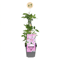 Clematis Nelly Moser - Bosrank Nelly Moser - Wit - Roze - Klimplant - Ø9cm - ↕35cm