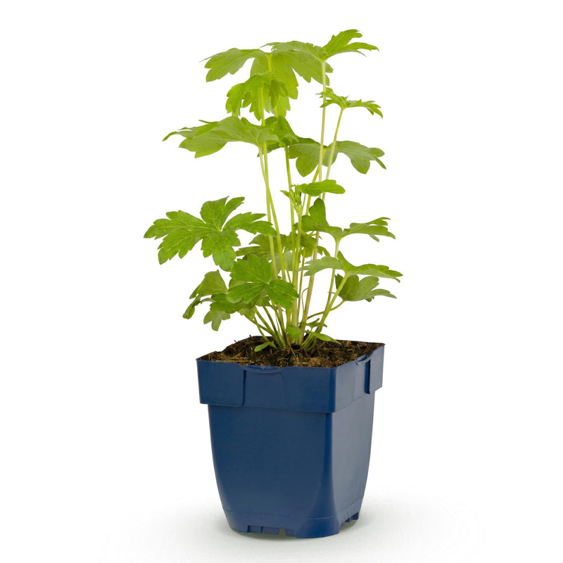 Green boutiQ - Vasteplant - Delphinium (P) Astolat - Ridderspoor - Bijen en Vlinderlokkers - Roze - 1 Plant - Pot 11cm - Hoogte 15-25cm