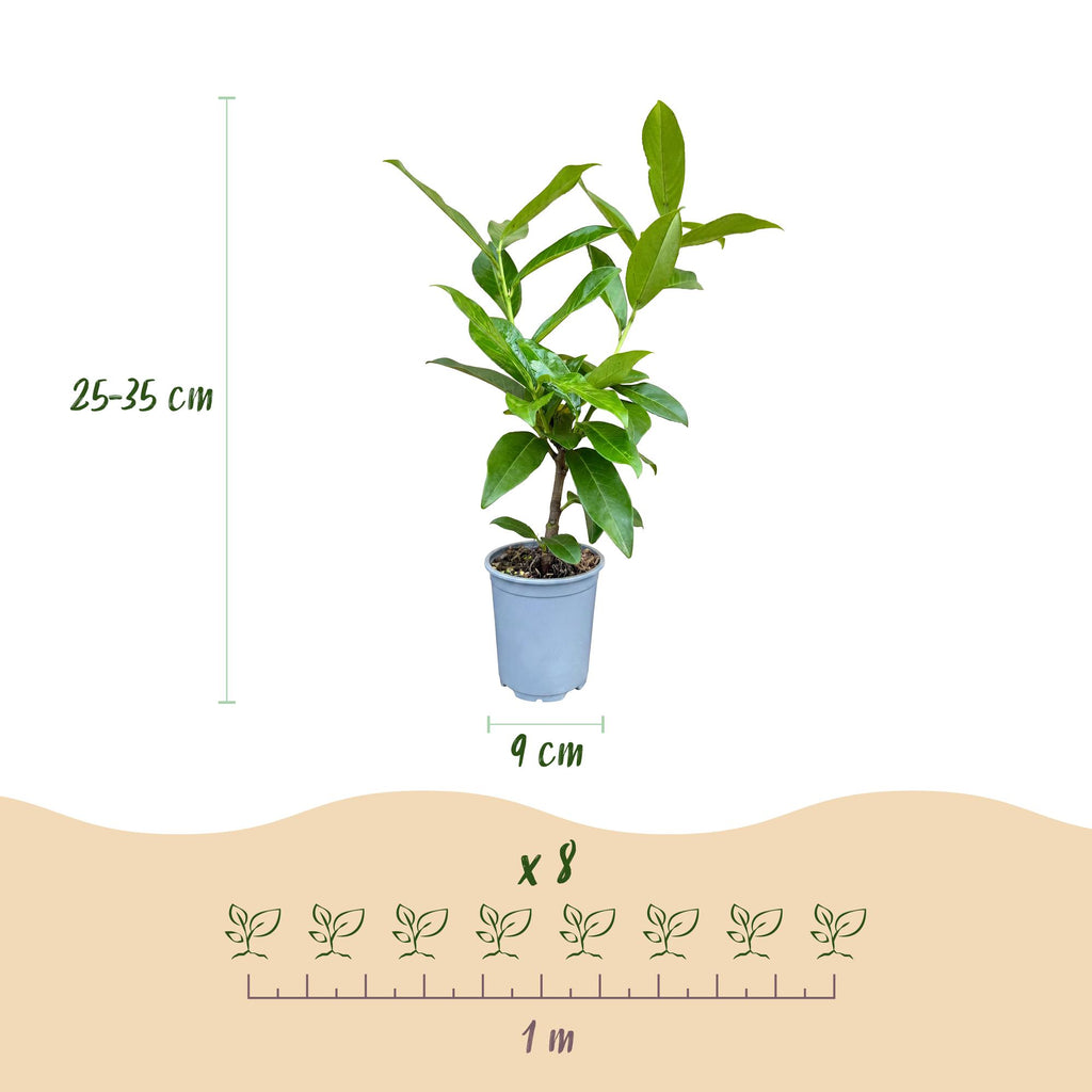 Green boutiQ - 24x Prunus laur. Novita - Laurier cerise - Plantes de haie - Persistant - Vert - Pot 9cm - Hauteur 25-35cm