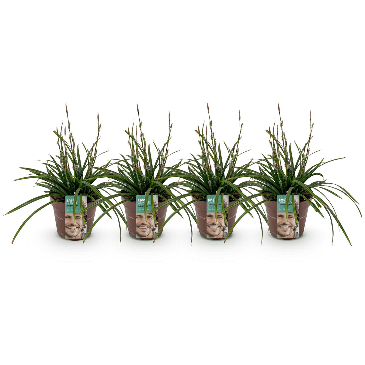 Green boutiQ - Graminées ornementales - Carex morrowii Irish Green - Vert & Jaune - 4 Plantes - Persistant - Peu d'entretien - Pot 17cm Hauteur 50cm