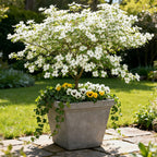Green boutiQ - Plante de jardin - Cornus Florida - Fleur Blanc-Rose - 3 Plantes - Caduc - Peu d'entretien - Pot 12cm Hauteur 35cm