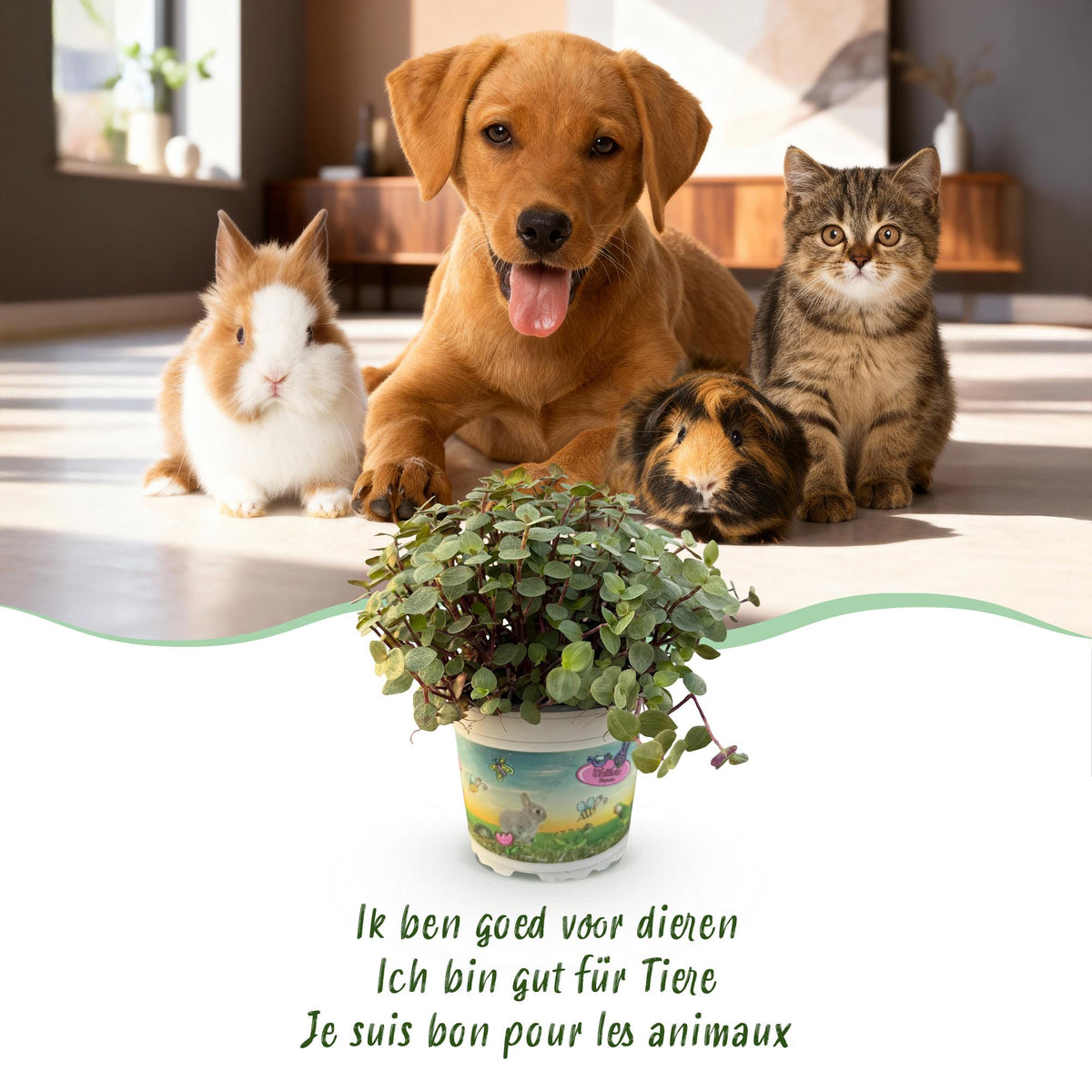Green boutiQ - Kamerplant - Calissia repens - Kattengras - Huisdiervriendelijk - Groen - 2 Planten - met Mand - Pot 12cm - Hoogte 17-20cm