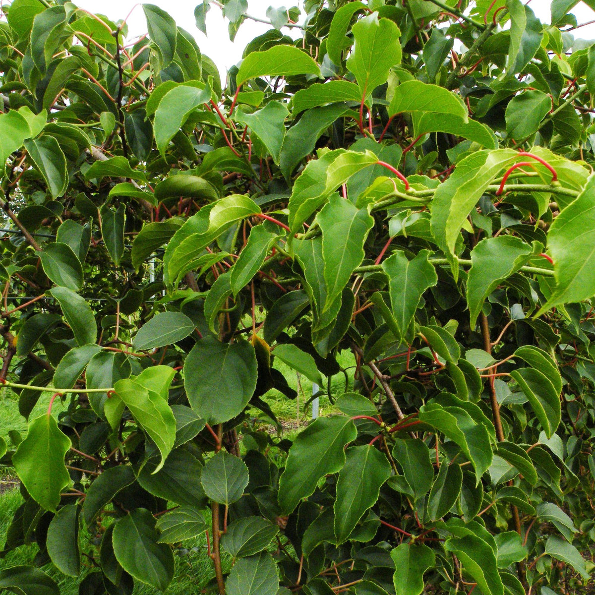 Green boutiQ - Actinidia arguta Weiki - Actinidier - Mâle - Fruits rouges et violets - 1 plante - Pot 15cm - Hauteur 50cm