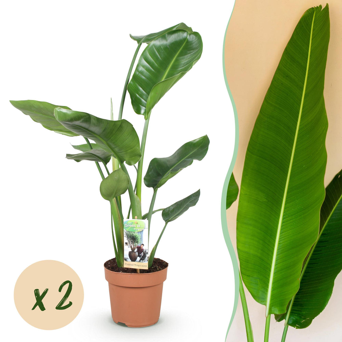 Green BoutiQ - Le vert, c'est... Plantes d'intérieur - Strelitzia Nicolai - Oiseau de paradis - Entretien facile - Vert - 2 plantes - Pot 17cm - Hauteur 70-90cm
