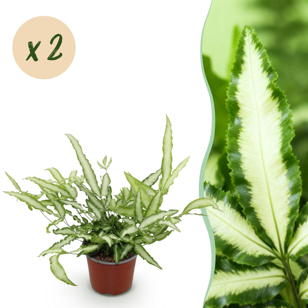 Green boutiQ - Zimmerpflanze - Pteris cretica Albolineata - Saumfarn - Haustierfreundlich - Bunt - 2 Pflanzen - Topf 12cm - Höhe 28-30cm