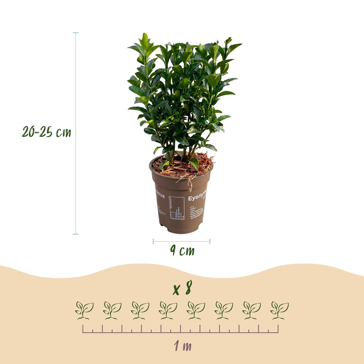 Green boutiQ - 16x Euonymus japonica Green Spire - Kardinaalsmuts - Haagplanten - Groenblijvend - Groen - Pot 9cm - Hoogte 20-25cm