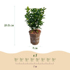 Green boutiQ - 16x Euonymus japonica Green Spire - Japanischer Spindelstrauch - Heckenpflanzen - Immergrün - Grün - Topf 9 cm - Höhe 20-25 cm