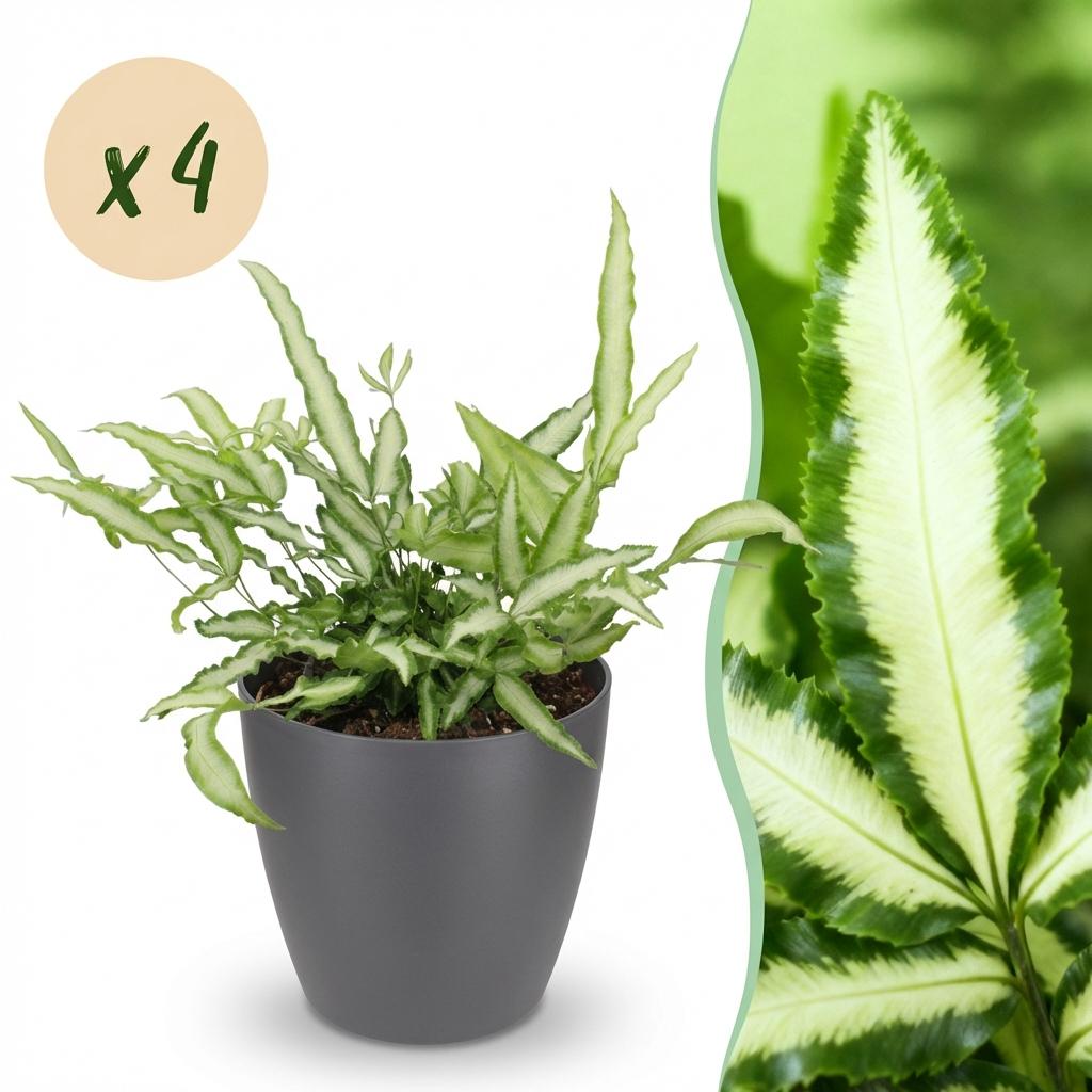 Green boutiQ - Kamerplant - Pteris cretica Albolineata - Lintvaren - Huisdiervriendelijke Plant - Groen - 4 Planten - met Potter Grijs - Pot 12cm - Hoogte 20cm