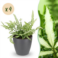 Green boutiQ - Kamerplant - Pteris cretica Albolineata - Lintvaren - Huisdiervriendelijke Plant - Groen - 4 Planten - met Potter Grijs - Pot 12cm - Hoogte 20cm