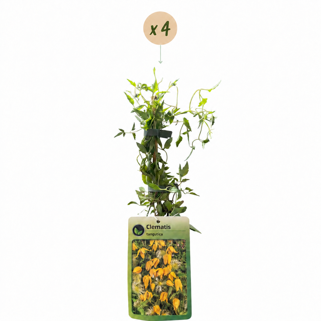 4x Clematis tangutica - Clématite orangée - Jaune - Grimpante - Ø9cm - ↕35cm