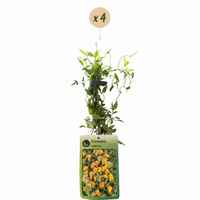 4x Clematis tangutica - Golden clematis - Yellow - Climber - Ø9cm - ↕35cm