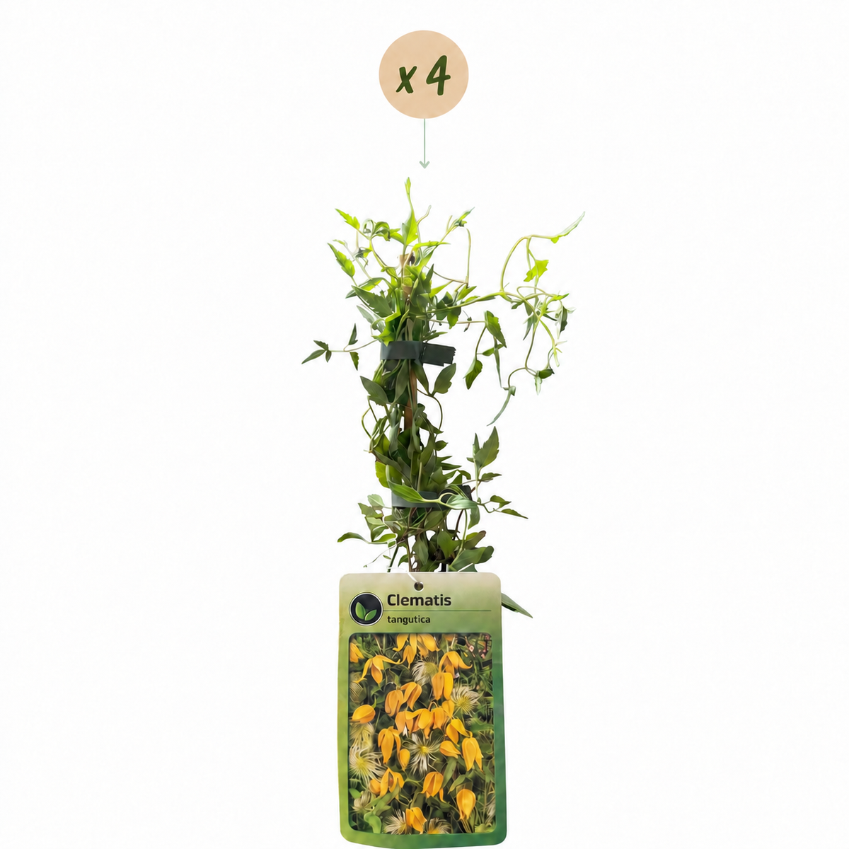 4x Clematis tangutica - Clématite orangée - Jaune - Grimpante - Ø9cm - ↕35cm