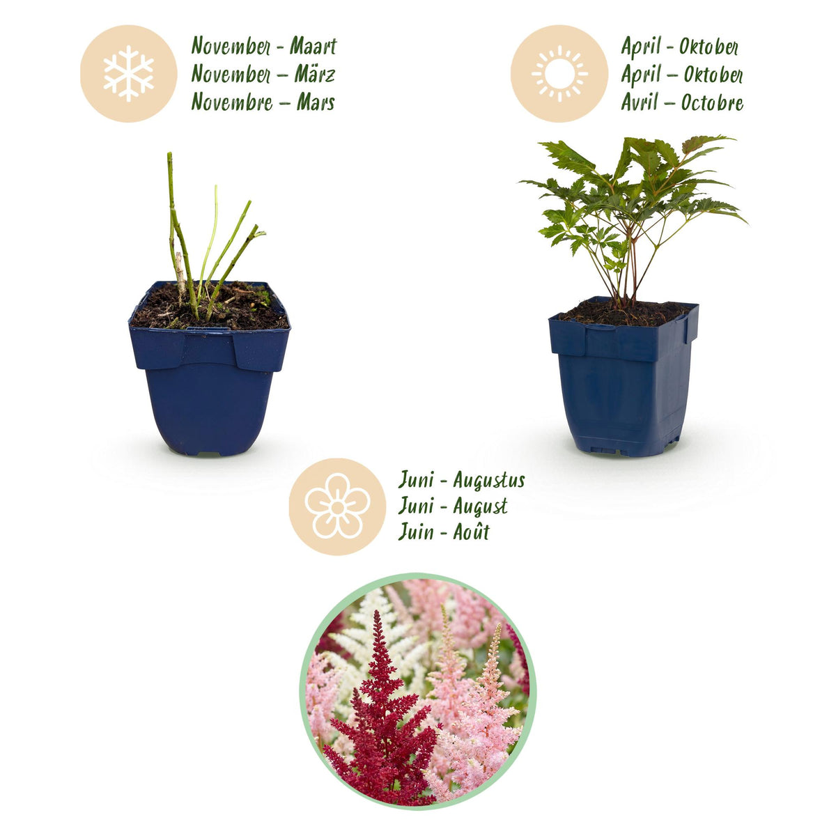 Green boutiQ - Plante vivace - Astilbe Tricolour - Astilbe - Ombre - Violet - Rose - Blanc - 6 plantes - Pot 11cm - Hauteur 15-25cm