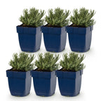 Green boutiQ - Plante vivace - Lavandula ang. Edelweiss - Lavande - Parfumée - Blanc - 6 plantes - Pot 11 cm - Hauteur 15-25 cm