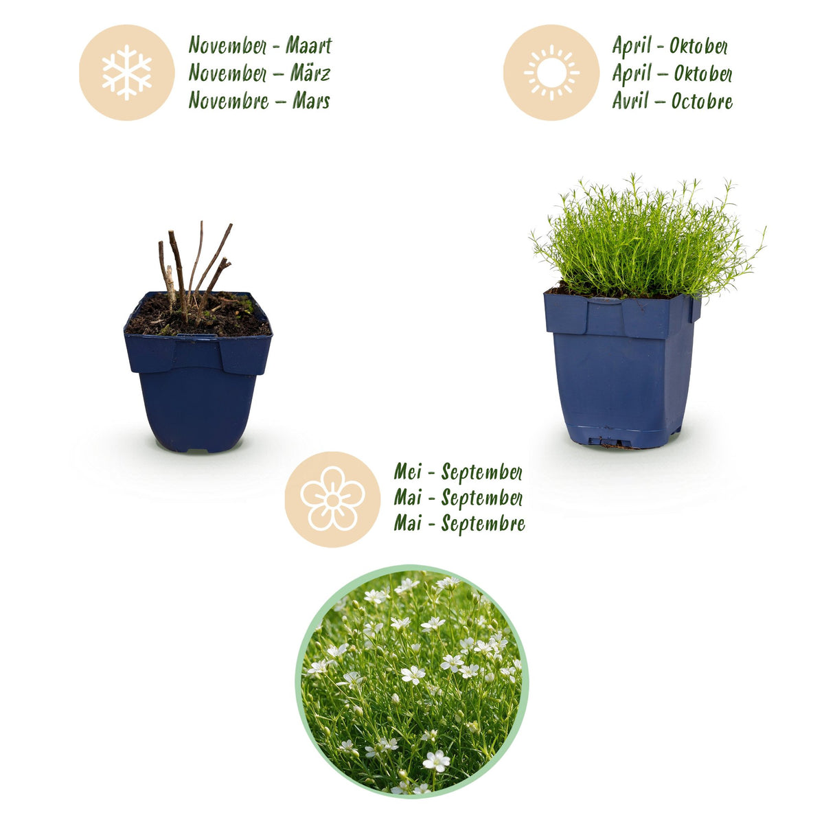 Green boutiQ - Perennial - Sagina subulata - Stonecrop - White - 12 Plants - Pot 11cm - Height 15-25cm
