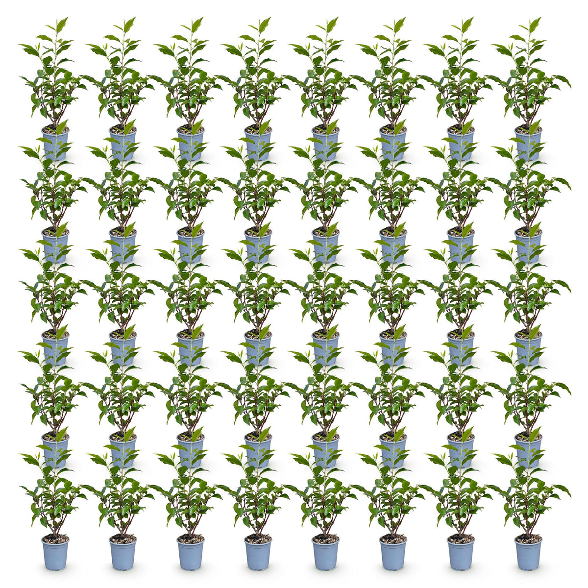 Green boutiQ - 40x Prunus lusitanica Angustifolia - Portugese Laurier - Haagplanten - Groenblijvend - Groen - Pot 9cm - Hoogte 25-35cm