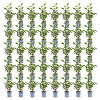 Green boutiQ - 40x Prunus lusitanica Angustifolia - Portugese Laurier - Haagplanten - Groenblijvend - Groen - Pot 9cm - Hoogte 25-35cm
