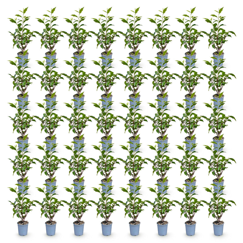 Green boutiQ - 40x Prunus lusitanica Angustifolia - Portugese Laurier - Haagplanten - Groenblijvend - Groen - Pot 9cm - Hoogte 25-35cm