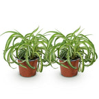 Green boutiQ - Zimmerpflanze - Chlorophytum comosum Bonnie - Grünlilie - Haustierfreundlich - Bunt - 2 Pflanzen - Topf 12cm - Höhe 20-25cm