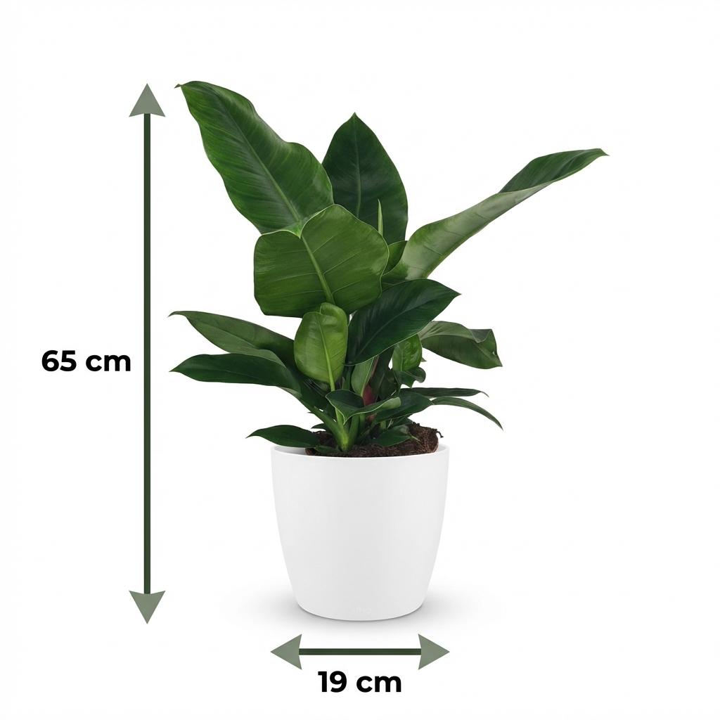Green boutiQ - Plante d'intérieur - Philodendron - Philodendron Imperial Green - Vert - Entretien facile - 1 plante - avec pot blanc - Pot 19cm - Hauteur 65cm