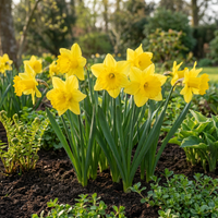 560x Narcissus Yellow - Gele narcis - Geel - Voorjaarsbloeier - Bolmaat 10/12