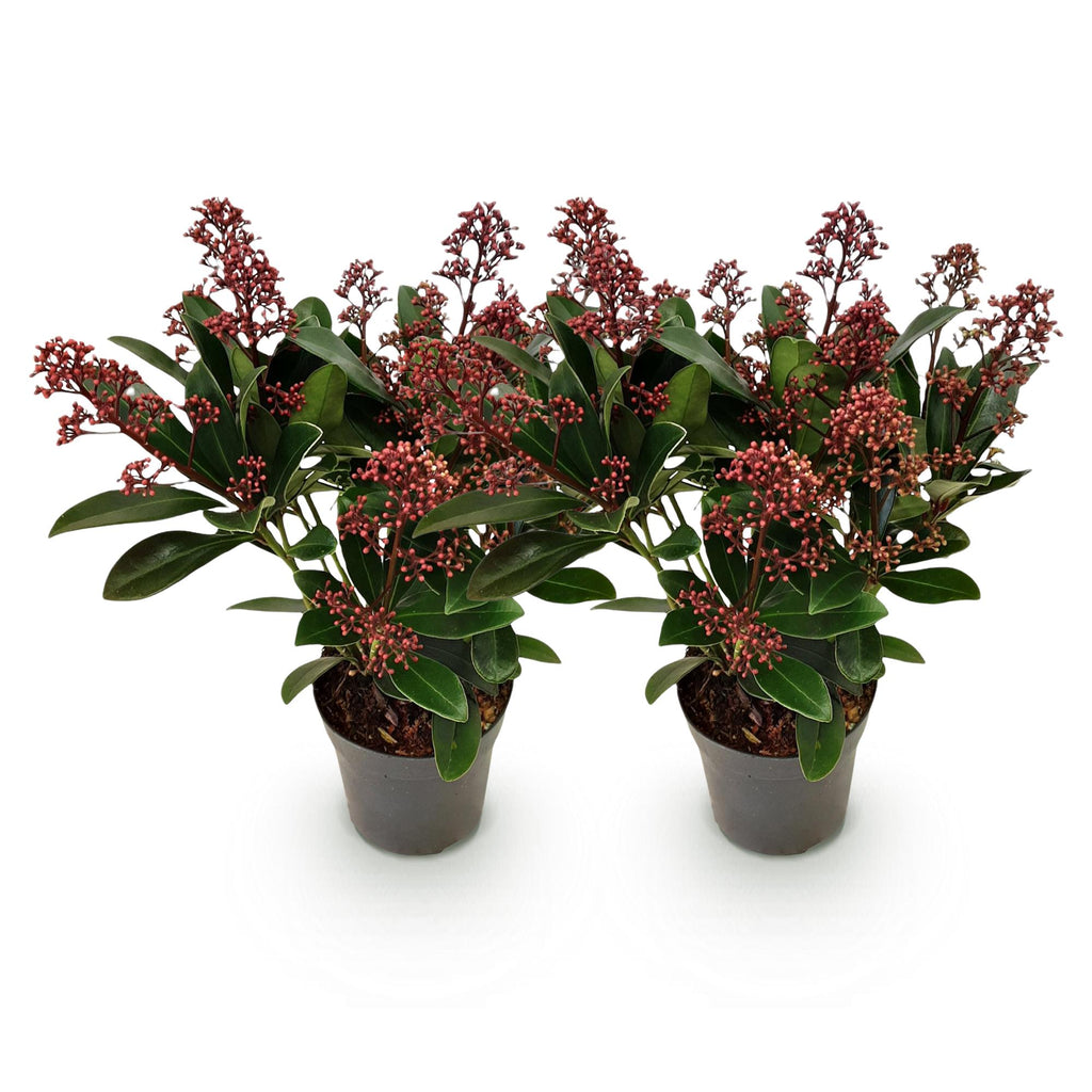 Green boutiQ - Plante de terrasse - Skimmia japonica Rubella - Fleurs Rouges - 10+ Fleurs - 2 Plantes - Résistante à l'hiver - Pot 10,5cm Hauteur 25cm