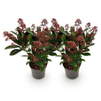 Green boutiQ - Plante de terrasse - Skimmia japonica Rubella - Fleurs Rouges - 10+ Fleurs - 2 Plantes - Résistante à l'hiver - Pot 10,5cm Hauteur 25cm