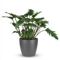Green boutiQ - Plante d'intérieur - Philodendron - Philodendron Xanadu - Vert - Entretien facile - 1 plante - avec pot gris - Pot 19cm - Hauteur 60cm