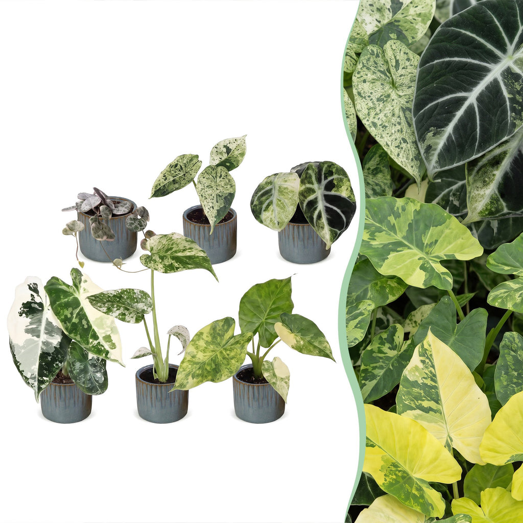 6x Baby Variegata Mix - Various colours - Tropical - incl. Linnea Misty Blue - Ø6cm - ↕10-15cm