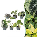 6x Baby Variegata Mix - Various colours - Tropical - incl. Linnea Misty Blue - Ø6cm - ↕10-15cm