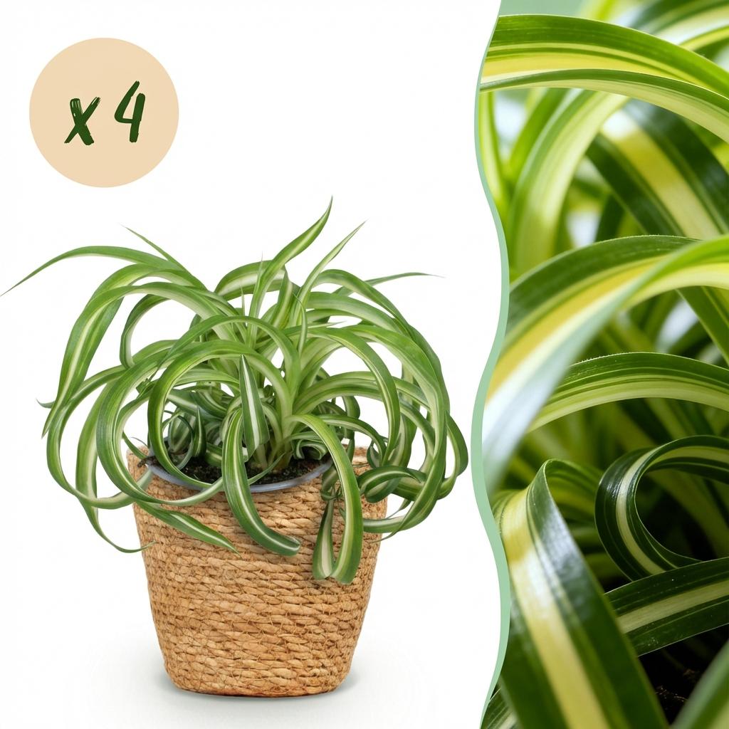 Green boutiQ - Plante d'intérieur - Chlorophytum comosum Bonnie - Phalangère frisée - Plante adaptée aux animaux domestiques - Vert - 4 Plantes - avec Panier - Pot 12cm - Hauteur 20cm