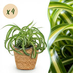 Green boutiQ - Plante d'intérieur - Chlorophytum comosum Bonnie - Phalangère frisée - Plante adaptée aux animaux domestiques - Vert - 4 Plantes - avec Panier - Pot 12cm - Hauteur 20cm