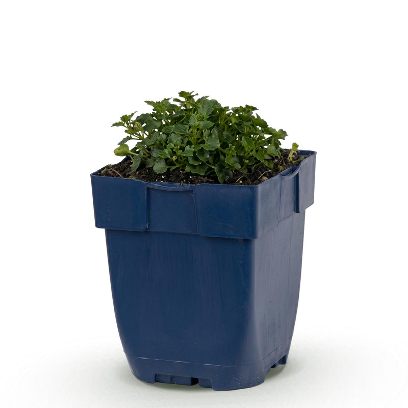 Green boutiQ - Vasteplant - Campanula portenschlagiana - Perzikbladklokje - Bodembedekkend - Roze - 1 Plant - Pot 11cm - Hoogte 15-25cm