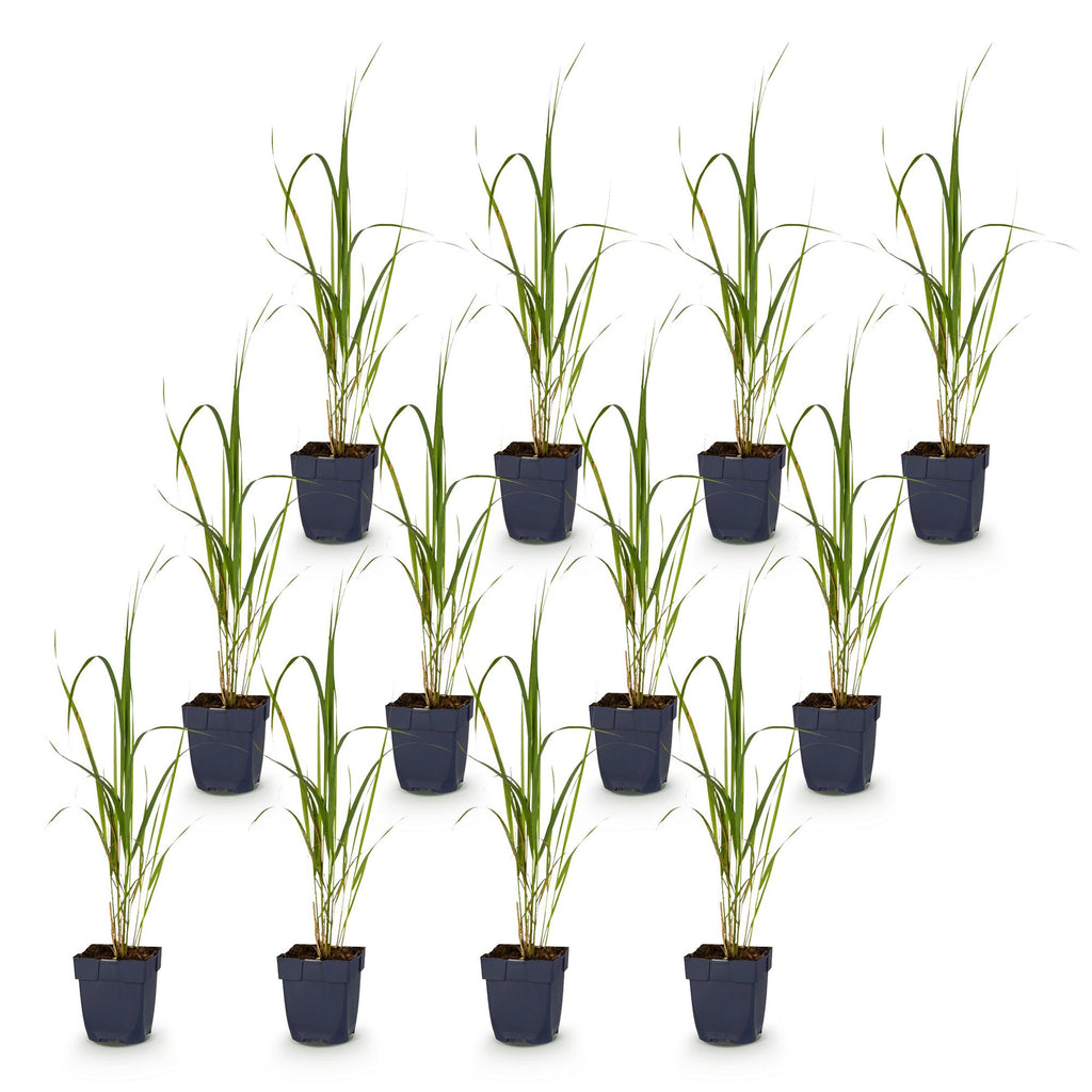 Green boutiQ - Gräser - Molinia arund. Karl Foerster - Pfeifengras - Mit Rispen - Grün - 12 Pflanzen - Topf 11cm - Höhe 15-25cm