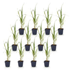 Green boutiQ - Gräser - Molinia arund. Karl Foerster - Pfeifengras - Mit Rispen - Grün - 12 Pflanzen - Topf 11cm - Höhe 15-25cm