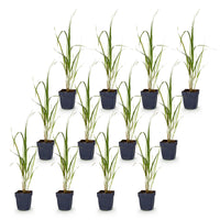 Green boutiQ - Grassen - Molinia arund. Karl Foerster - Pijpestrootje - Met Pluim - Groen - 12 Planten - Pot 11cm - Hoogte 15-25cm