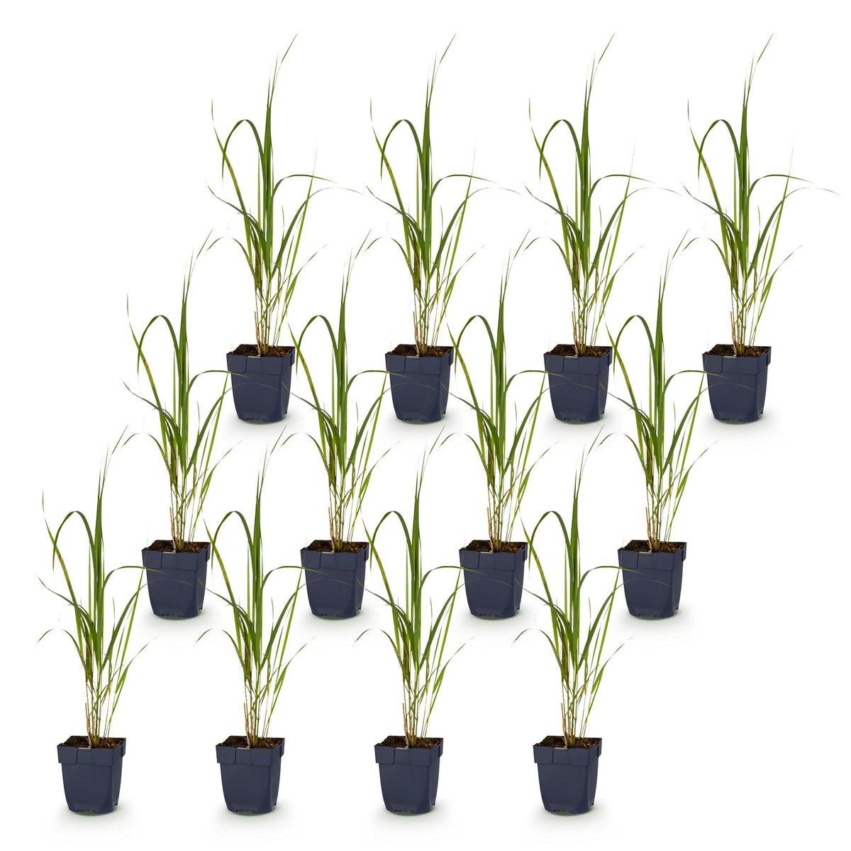 Green boutiQ - Gräser - Molinia arund. Karl Foerster - Pfeifengras - Mit Rispen - Grün - 12 Pflanzen - Topf 11cm - Höhe 15-25cm