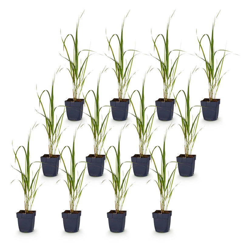 Green boutiQ - Grassen - Molinia arund. Karl Foerster - Pijpestrootje - Met Pluim - Groen - 12 Planten - Pot 11cm - Hoogte 15-25cm