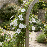 4x Clematis Miss Bateman - Bosrank - Wit - Klimplant - Ø9cm - ↕35cm