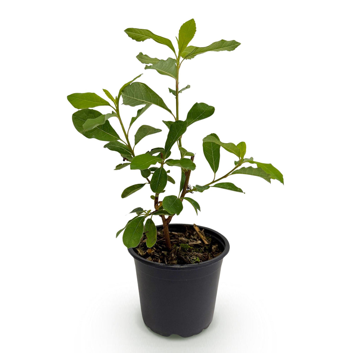 Green boutiQ - Plante de jardin - Cornus Florida - Fleur Blanc-Rose - 1 Plante - Caduc - Peu d'entretien - Pot 12cm Hauteur 35cm