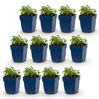 Green boutiQ - Vasteplant - Nepeta faassenii Snowflake - Kattenkruid - Bijen en Vlinderlokkers - Wit - 12 Planten - Pot 11cm - Hoogte 15-25cm