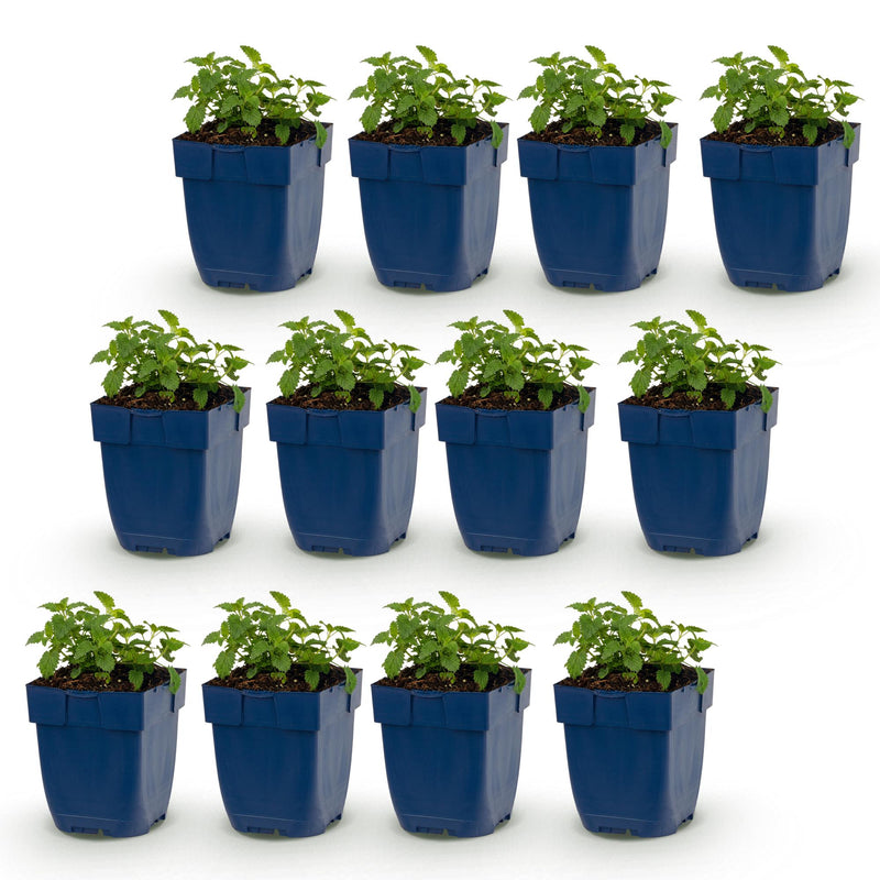 Green boutiQ - Vasteplant - Nepeta faassenii Snowflake - Kattenkruid - Bijen en Vlinderlokkers - Wit - 12 Planten - Pot 11cm - Hoogte 15-25cm