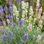 Green boutiQ - Plante vivace - Lavandula Tricolour - Lavande - Parfumée - Bleu - Rose - Blanc - 24 plantes - Pot 11cm - Hauteur 15-25cm
