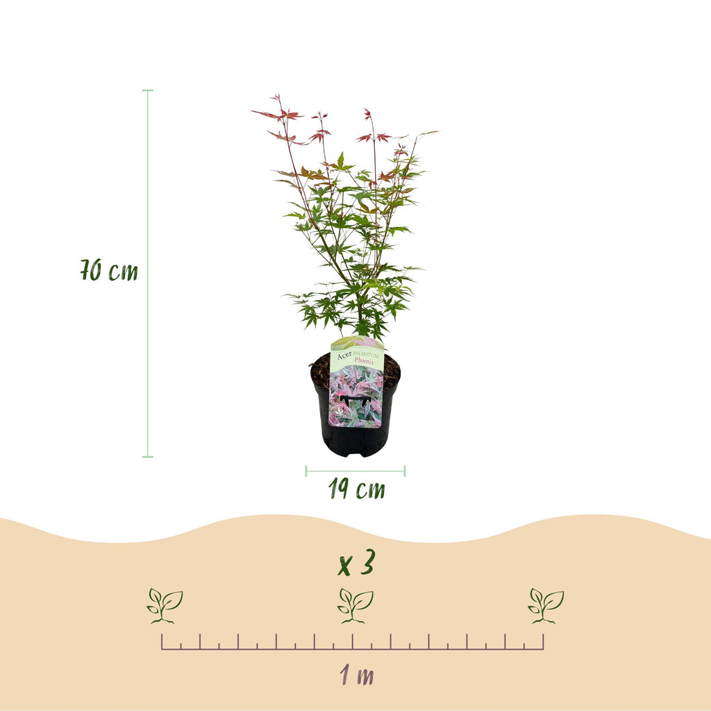 Green boutiQ - Plante de terrasse - Érable du Japon - Acer palmatum Phoenix - Rose - 1 plante - Caduc - Pot 19 cm, hauteur 70 cm