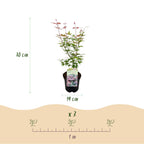 Green boutiQ - Plante de terrasse - Érable du Japon - Acer palmatum Phoenix - Rose - 1 plante - Caduc - Pot 19 cm, hauteur 70 cm