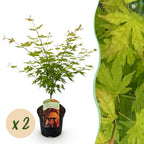 Green boutiQ - Plante de terrasse - Érable du Japon - Acer palmatum Orange Dream - Orange - 2 plantes - Caduc - Pot 19 cm Hauteur 70 cm