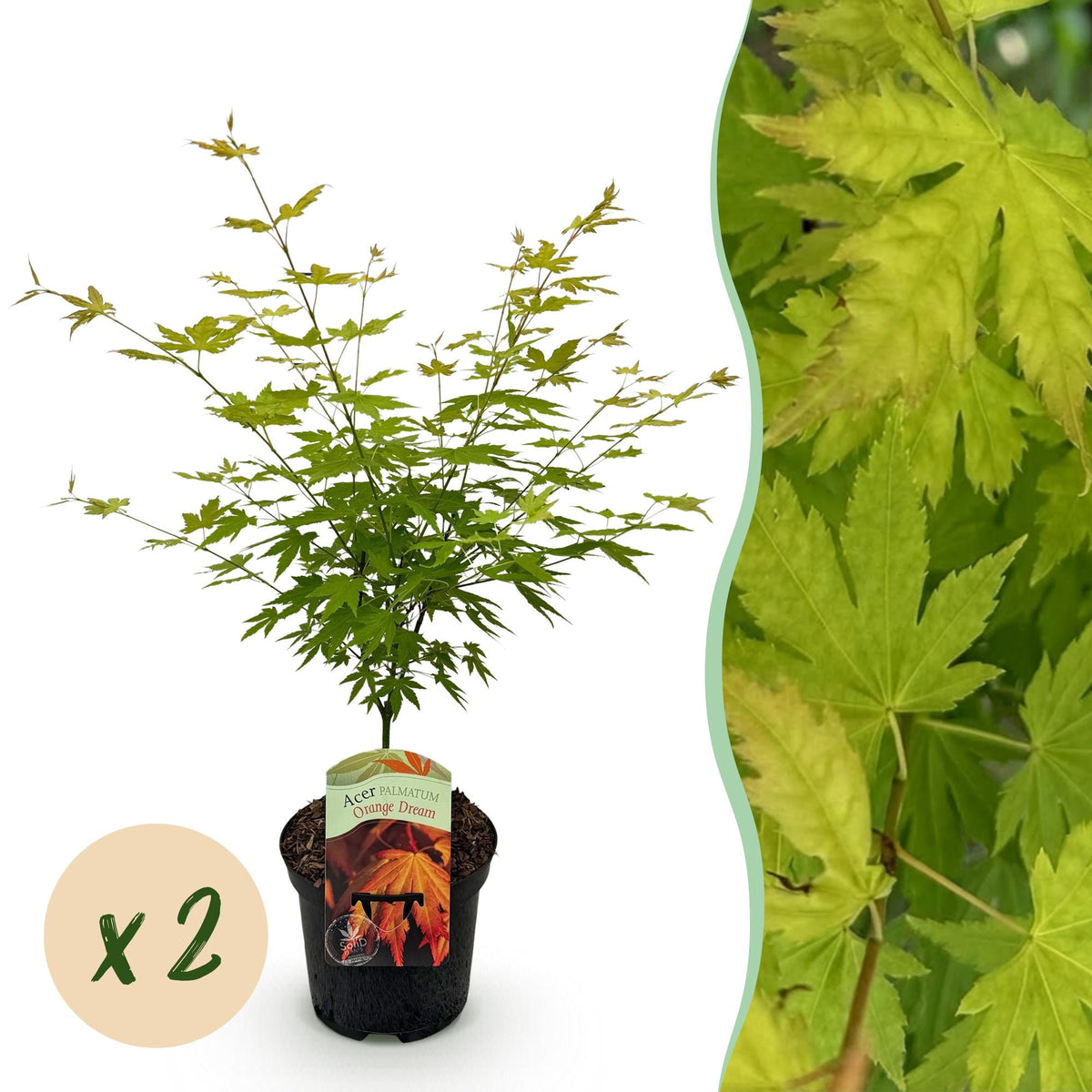 Green boutiQ - Plante de terrasse - Érable du Japon - Acer palmatum Orange Dream - Orange - 2 plantes - Caduc - Pot 19 cm Hauteur 70 cm