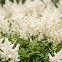 Green boutiQ - Vasteplant - Astilbe (J) Deutschland - Pluimspirea - Schaduw - Wit - 3 Planten - Pot 11cm - Hoogte 15-25cm