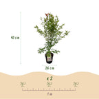 Green boutiQ - Plante de jardin - Acer palmatum Phoenix - Érable du Japon - Caduc - Vert - Rouge - 1 - Pot 26cm - Hauteur 90cm